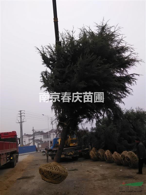 2米雪松價格 2米雪松樹苗價格
