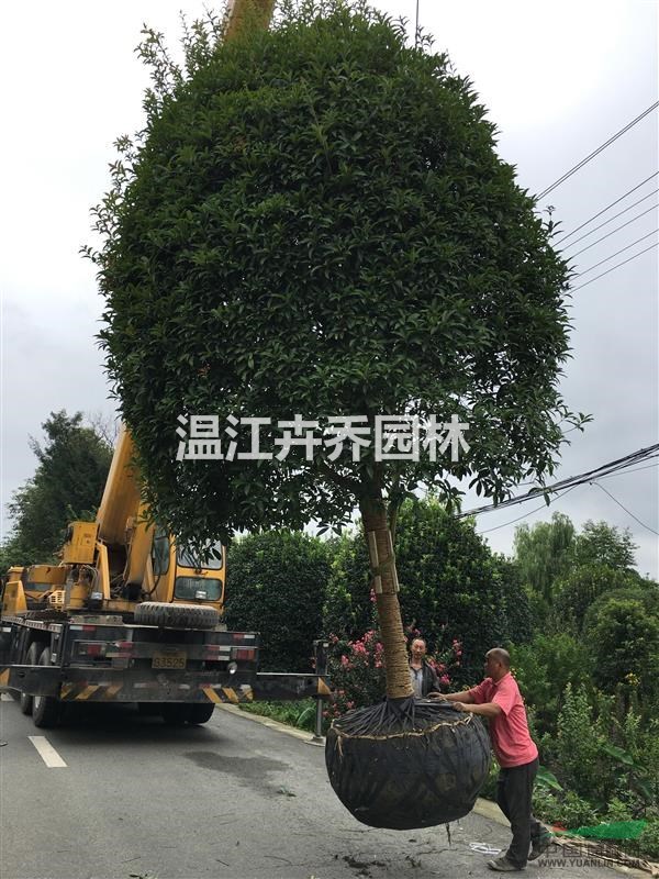 四川成都精品桂花基地、精品高桿桂花供應(yīng)、桂花樹價格