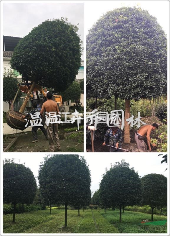 四川成都精品桂花基地、精品高桿桂花供應(yīng)、桂花樹價格