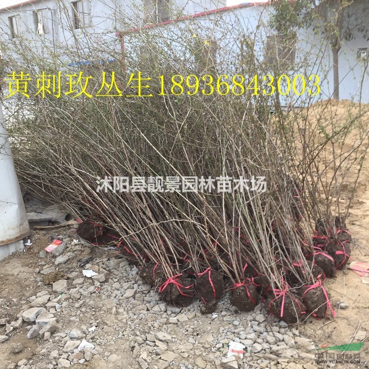 黄刺玫球多少钱一棵,黄刺玫60公分高哪里有,黄刺玫相关介绍