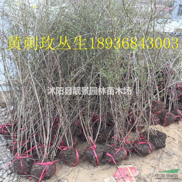 黄刺玫球多少钱一棵,黄刺玫60公分高哪里有,黄刺玫相关介绍