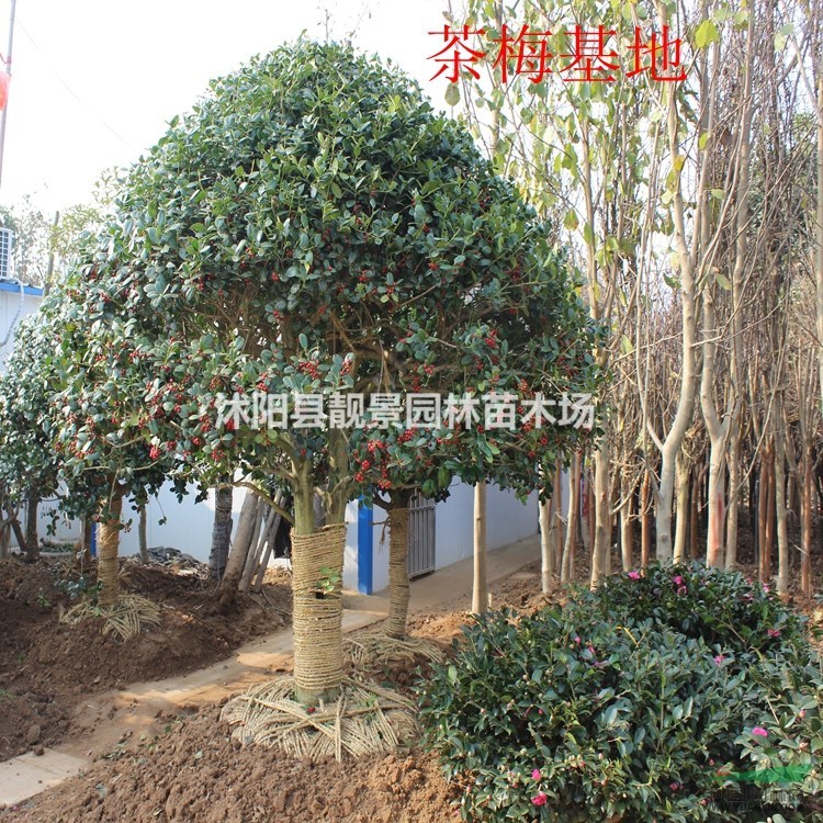 8公分桂花树多少钱,桂花树哪里有,江苏桂花树报价