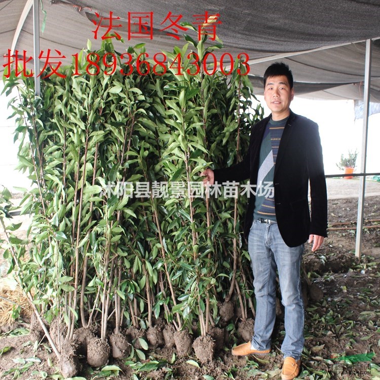 珊瑚树1.5米高多少钱,1.2米高法国冬青多少钱,法青哪里有