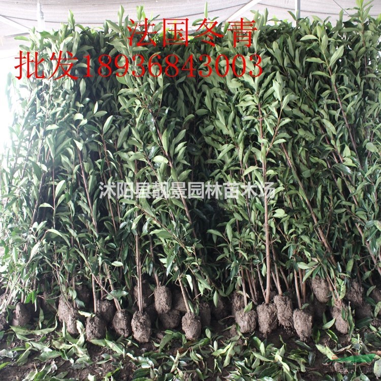 珊瑚树1.5米高多少钱,1.2米高法国冬青多少钱,法青哪里有