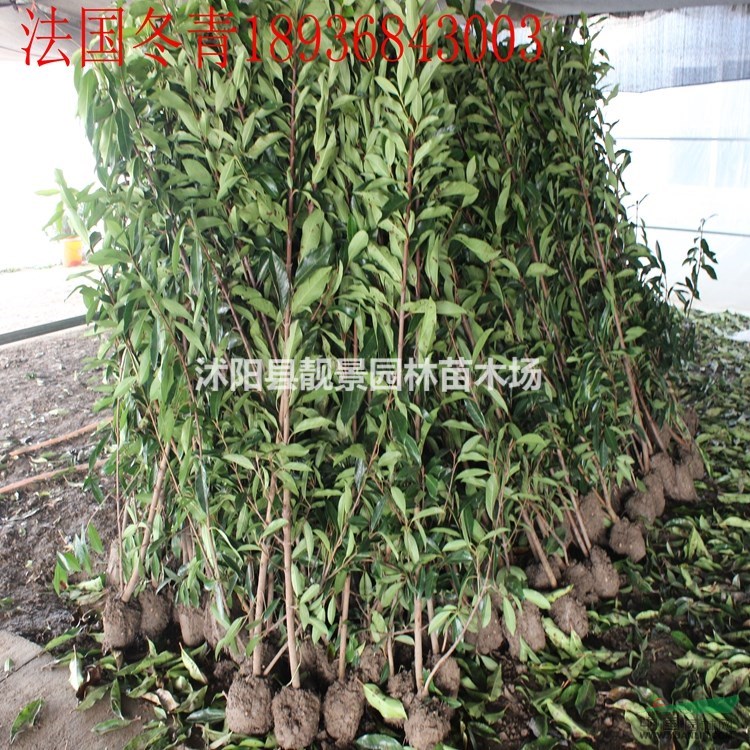 珊瑚树1.5米高多少钱,1.2米高法国冬青多少钱,法青哪里有