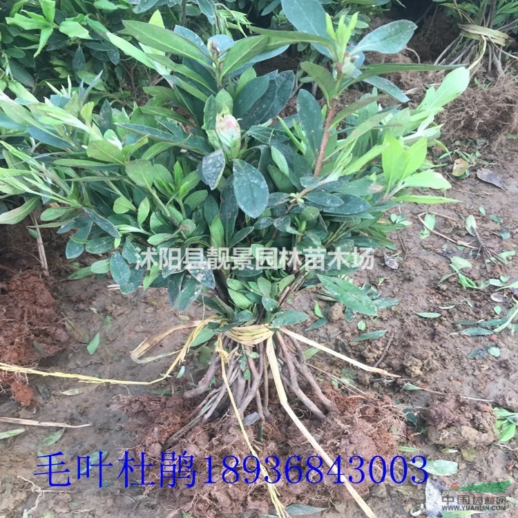 目前毛叶杜鹃40高多少钱,毛叶杜鹃一平方多少棵,杜鹃哪里有