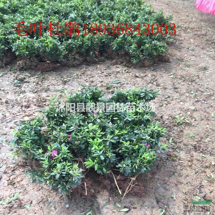 目前毛叶杜鹃40高多少钱,毛叶杜鹃一平方多少棵,杜鹃哪里有