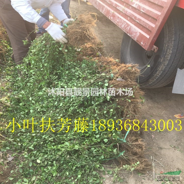 小叶扶芳藤50公分高多少钱,小叶扶芳藤哪里有,小叶扶芳藤行情