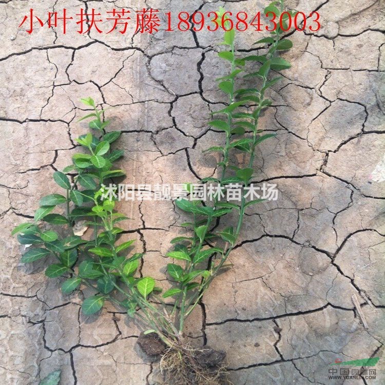 小叶扶芳藤50公分高多少钱,小叶扶芳藤哪里有,小叶扶芳藤行情
