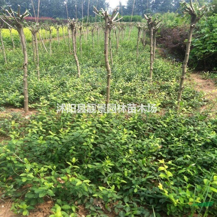 小叶扶芳藤50公分高多少钱,小叶扶芳藤哪里有,小叶扶芳藤行情