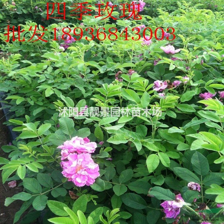 四季玫瑰60公分多少钱,四季玫瑰哪里便宜,四季玫瑰种植绿篱