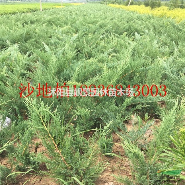 沙地柏40公分多少钱,50公分沙地柏那里有,沙地柏最新行情