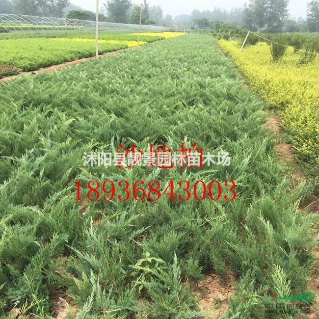 沙地柏40公分多少钱,50公分沙地柏那里有,沙地柏最新行情