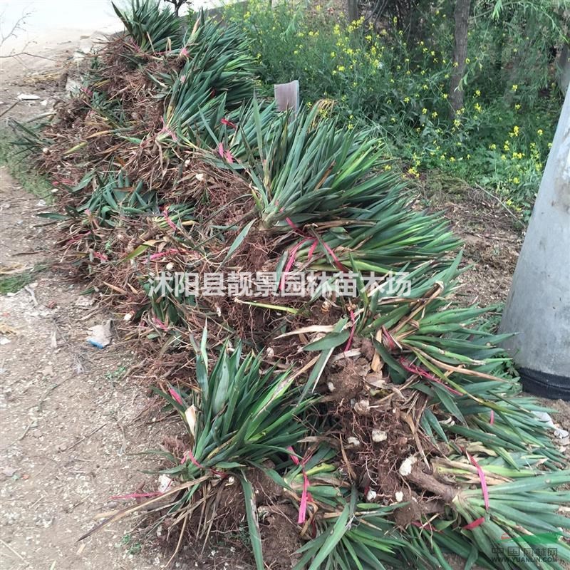 40公分高剑麻多少钱,剑麻哪里有卖,剑麻最新报价