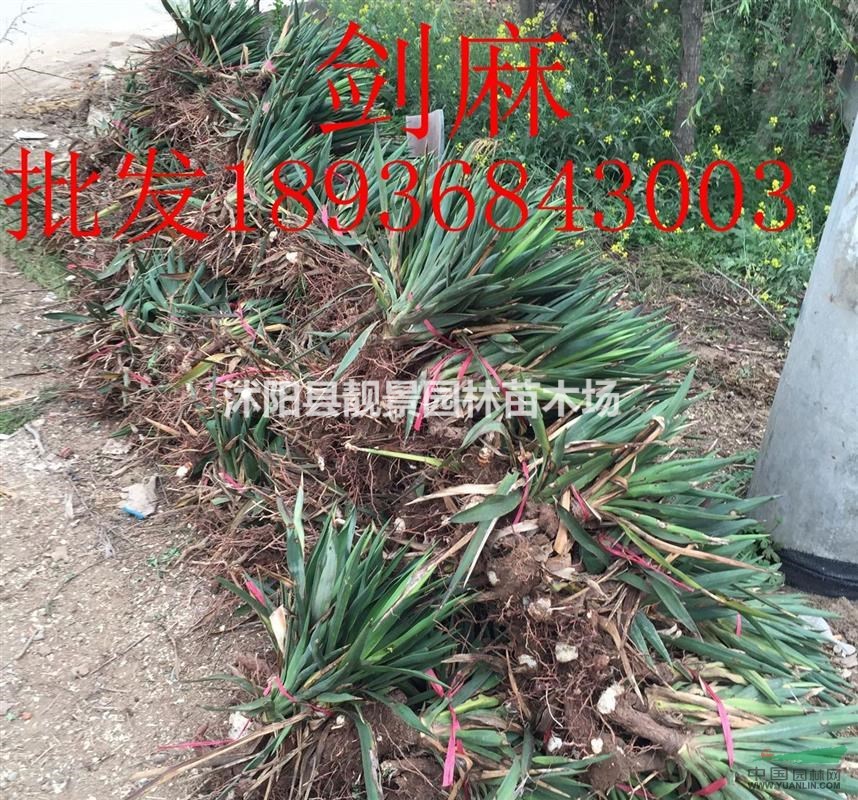 40公分高剑麻多少钱,剑麻哪里有卖,剑麻最新报价