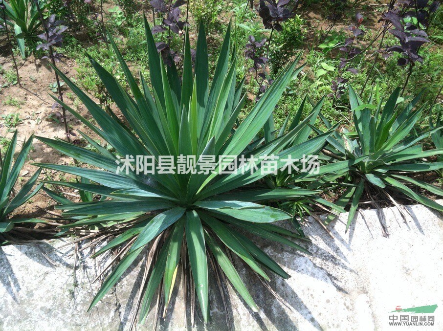 40公分高剑麻多少钱,剑麻哪里有卖,剑麻最新报价