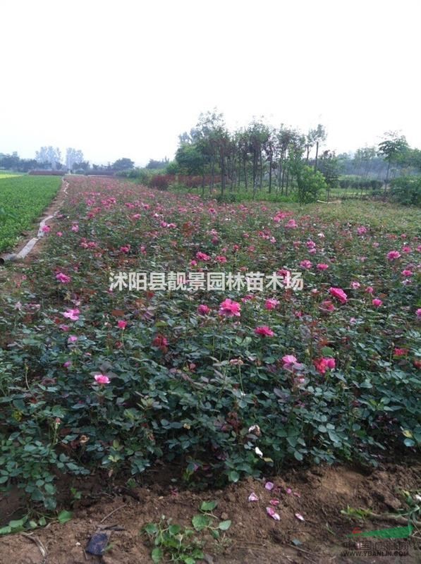 丰花月季多少钱一棵,丰花月季哪里有卖,丰花月季50公分绿篱苗