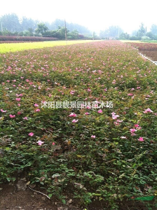 丰花月季多少钱一棵,丰花月季哪里有卖,丰花月季50公分绿篱苗