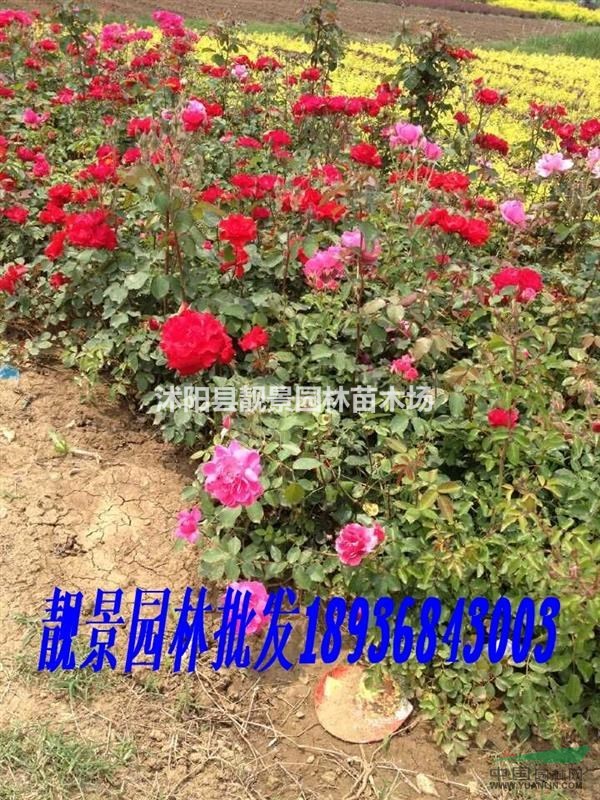 丰花月季多少钱一棵,丰花月季哪里有卖,丰花月季50公分绿篱苗