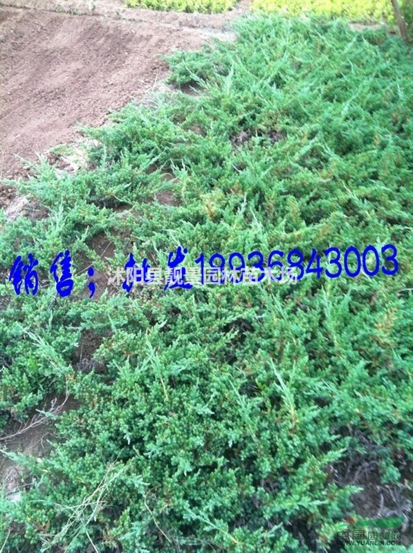 铺地柏50公分多少钱一棵,铺地柏哪里有卖?铺地柏哪里最便宜?