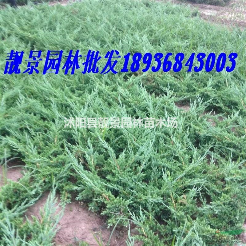 铺地柏50公分多少钱一棵,铺地柏哪里有卖?铺地柏哪里最便宜?