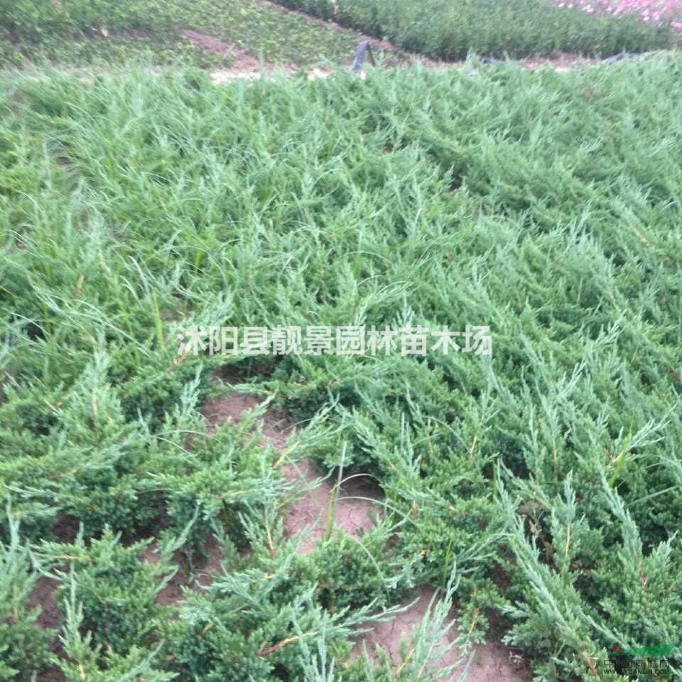 铺地柏50公分多少钱一棵,铺地柏哪里有卖?铺地柏哪里最便宜?