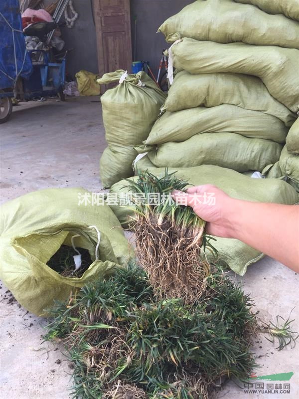 玉龙草多少钱一斤?玉龙草一平方多少株?江苏玉龙草报价