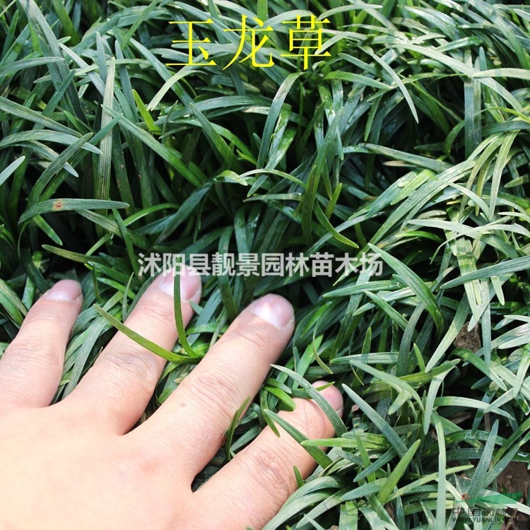 玉龙草多少钱一斤?玉龙草一平方多少株?江苏玉龙草报价