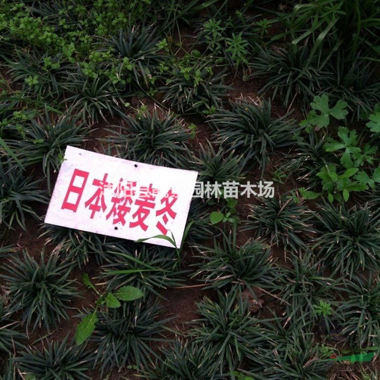 玉龙草多少钱一斤?玉龙草一平方多少株?江苏玉龙草报价