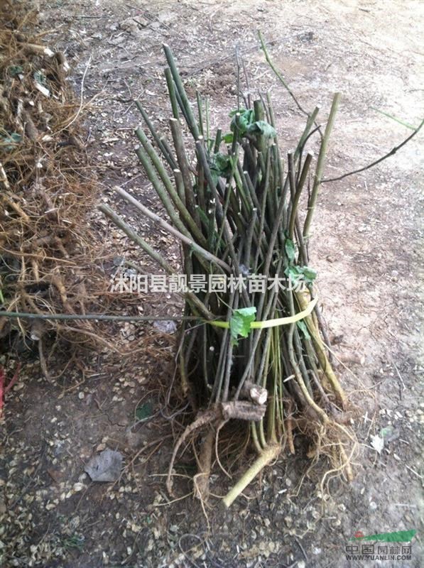 构树苗多少钱一株,构树哪里有卖,构树小苗哪里便宜?