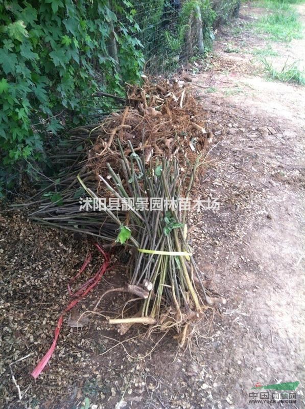 构树苗多少钱一株,构树哪里有卖,构树小苗哪里便宜?