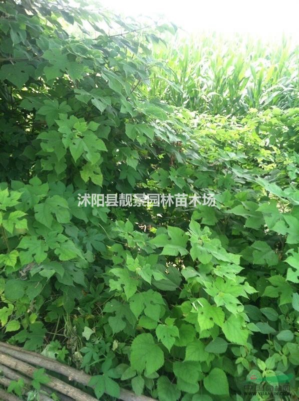 构树苗多少钱一株,构树哪里有卖,构树小苗哪里便宜?