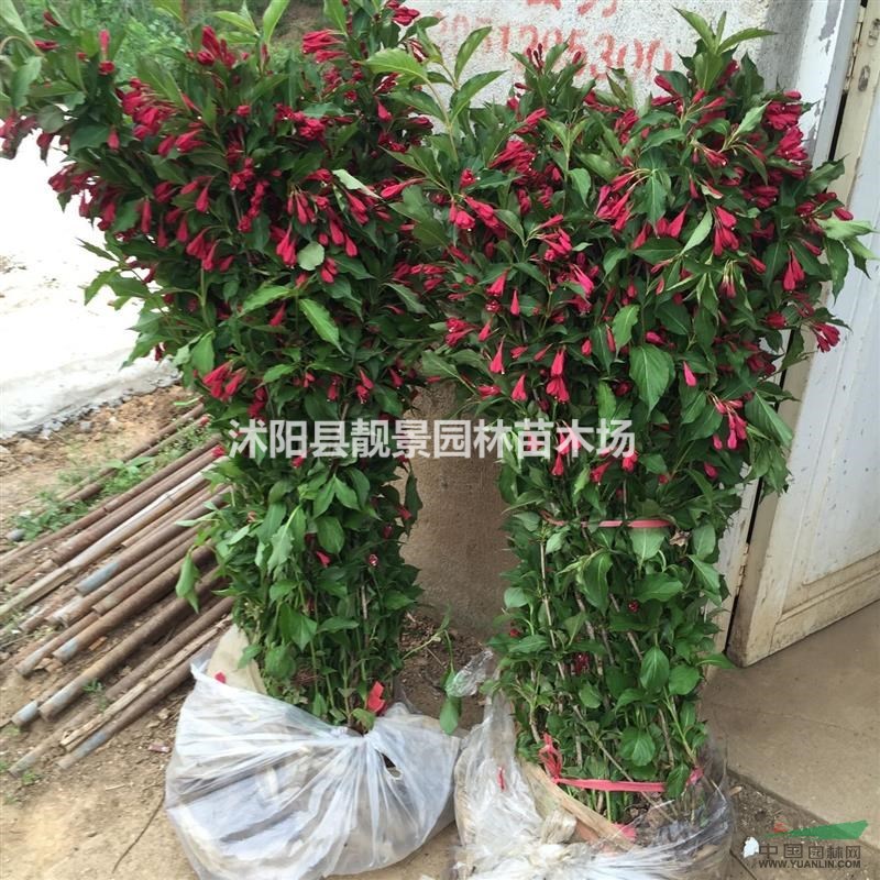 红王子锦带多少钱一棵,红王子锦带哪有有卖,红王子锦带50公分