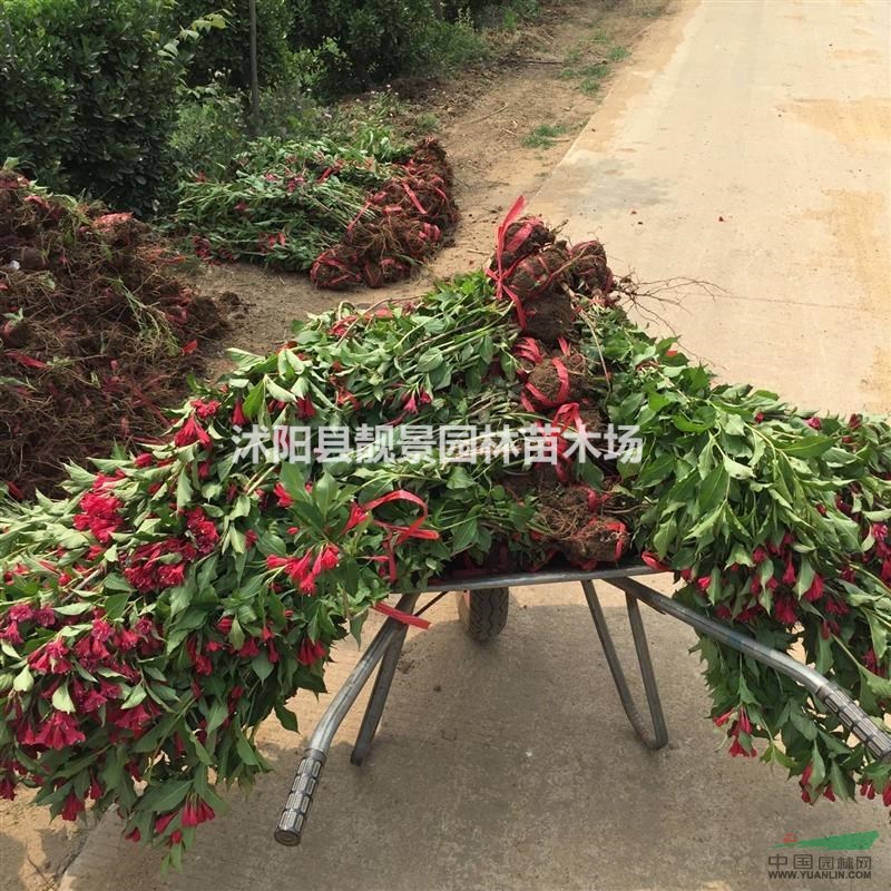 红王子锦带多少钱一棵,红王子锦带哪有有卖,红王子锦带50公分