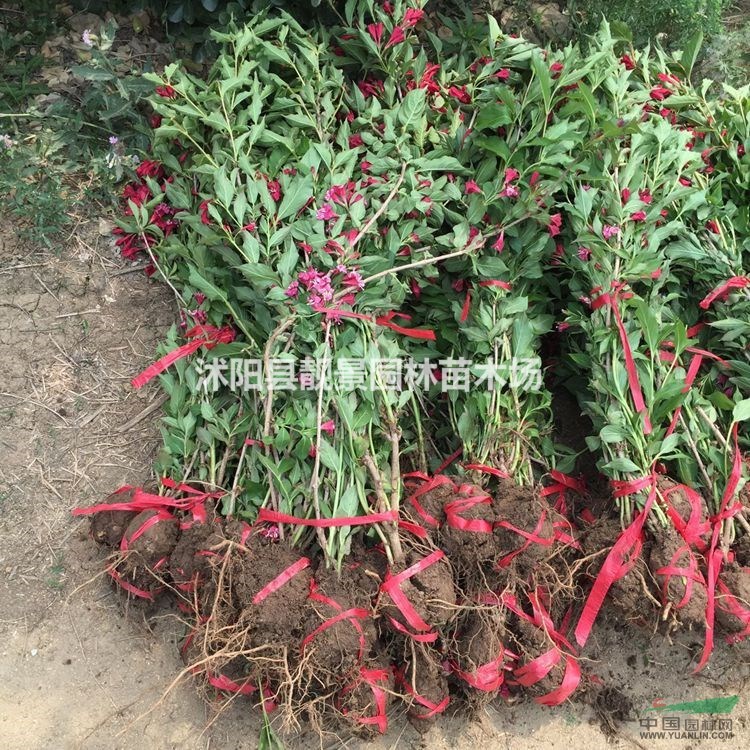 红王子锦带多少钱一棵,红王子锦带哪有有卖,红王子锦带50公分