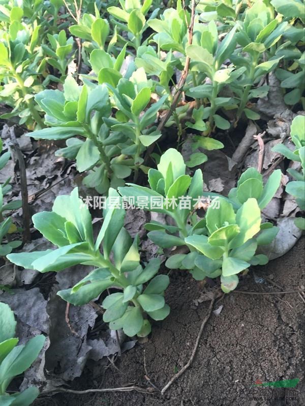 八宝景天多少钱一株,八宝景天那里有卖,八宝景天哪里最便宜?