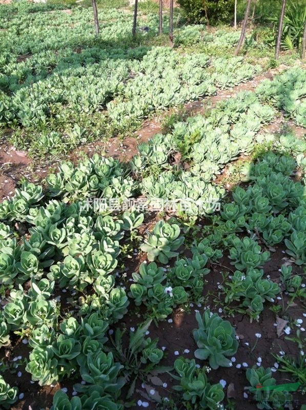 八宝景天多少钱一株,八宝景天那里有卖,八宝景天哪里最便宜?
