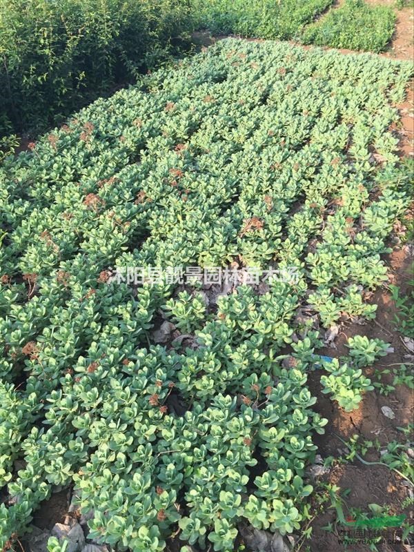 八宝景天多少钱一株,八宝景天那里有卖,八宝景天哪里最便宜?
