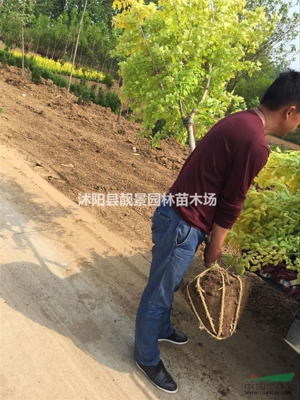 金叶榆8公分多少钱,金叶榆哪里有卖,金叶榆哪里便宜?