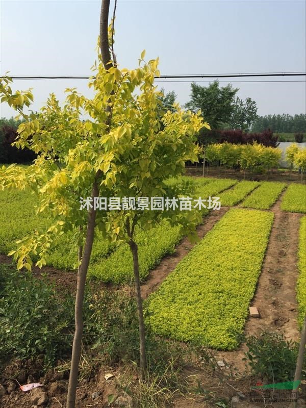 金叶榆8公分多少钱,金叶榆哪里有卖,金叶榆哪里便宜?