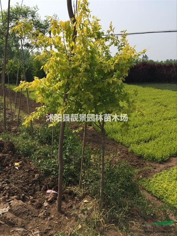 金叶榆8公分多少钱,金叶榆哪里有卖,金叶榆哪里便宜?