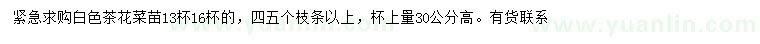 求購高30公分白色茶花