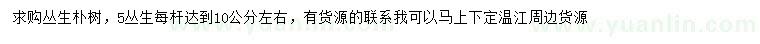 求購叢生樸樹