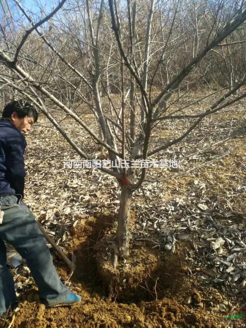 河南山茱萸|山茱萸綠化樹