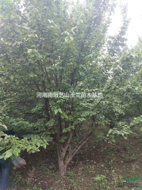 河南山茱萸|山茱萸綠化樹