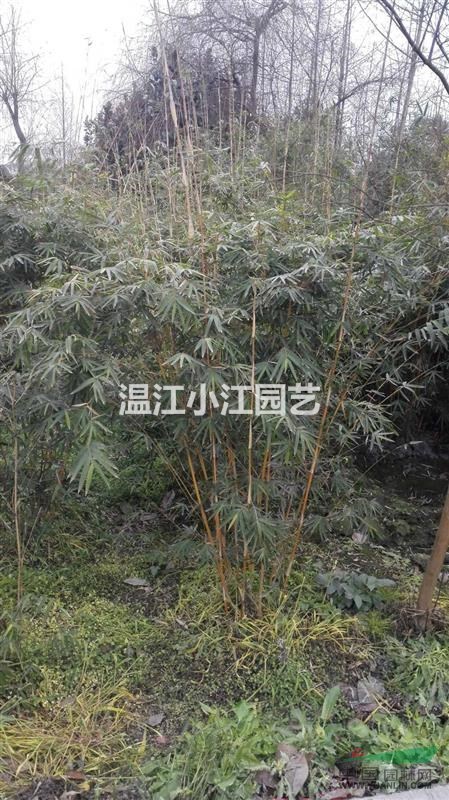 成都琴絲竹苗基地 四川供應(yīng)琴絲竹籠子 溫江批發(fā)琴絲竹