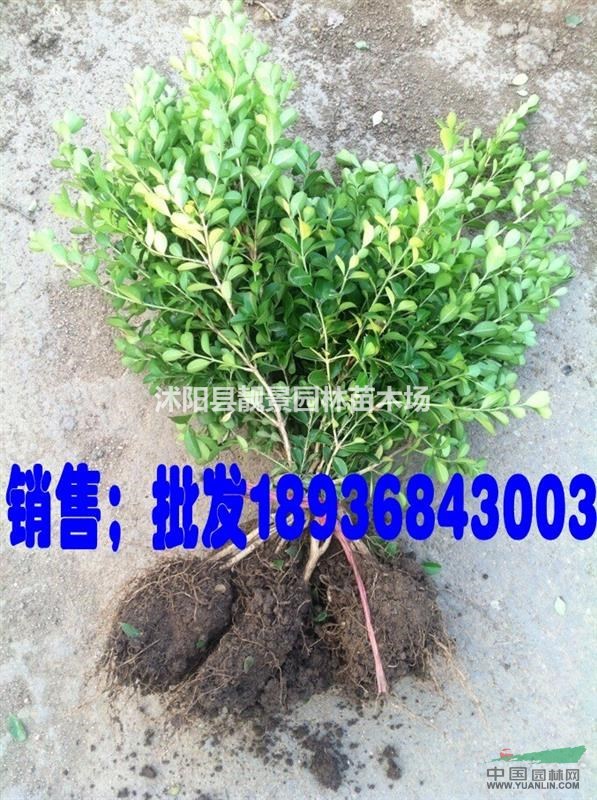 小叶黄杨50公分高多少钱,瓜子黄杨哪里便宜,小叶黄杨最低价格