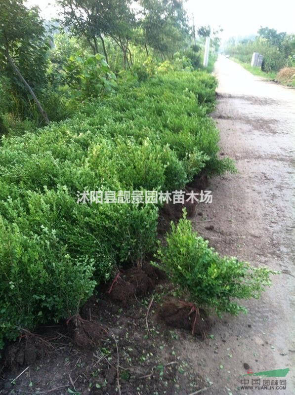 小叶黄杨50公分高多少钱,瓜子黄杨哪里便宜,小叶黄杨最低价格