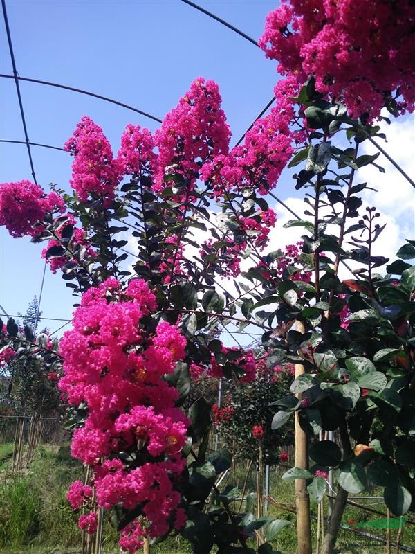美國(guó)三紅紫薇紅火球紅火箭天鵝絨1到3公分