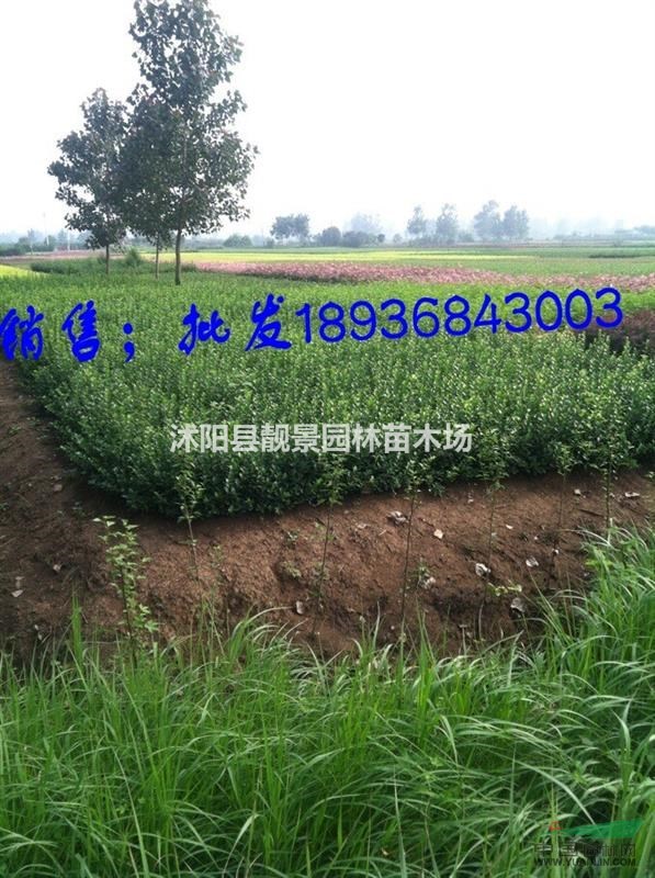 胶东卫矛50公分高多少钱,胶东卫矛哪里便宜,胶东卫矛哪里有货